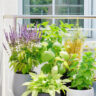 7 Mosquito Repellent Plants: Keep Your Space Fresh & Bite-Free