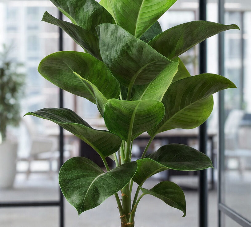 Natural-Looking Artificial Plants for Classy Ghana Spaces