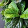 Stunning Artificial Plants for Fresh & Inviting Spaces
