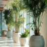 Beautiful Potted Live Plants