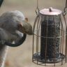 Electronic vs Traditional Bait Stations