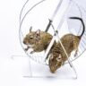 Squirrel-Proof Rat Bait Stations