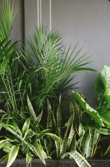 Premium Artificial Plants