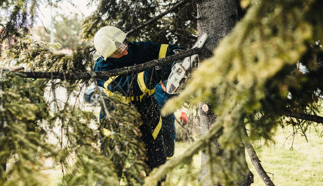 Tree Cutting Services