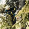 Tree Cutting Services