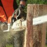 Tree Cutting and Trimming Cost
