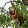 How to Cut Tree Branches Safely