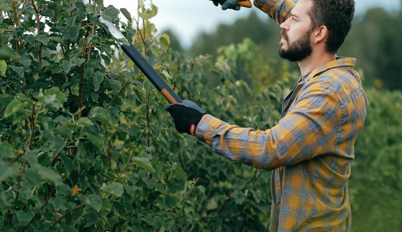 Tree Trimming