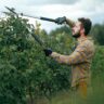 Tree Trimming