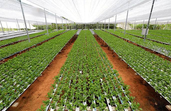 Hydroponic Farm