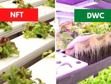 Deep Water Culture vs NFT