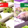 Deep Water Culture vs NFT