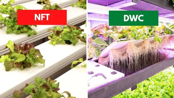 Deep Water Culture vs NFT