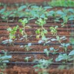 Drip Hydroponics vs NFT