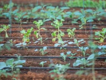 Drip Hydroponics vs NFT