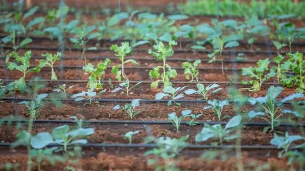 Drip Hydroponics vs NFT