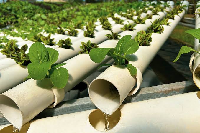How Hydroponics Works