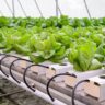 Hydroponic Farming