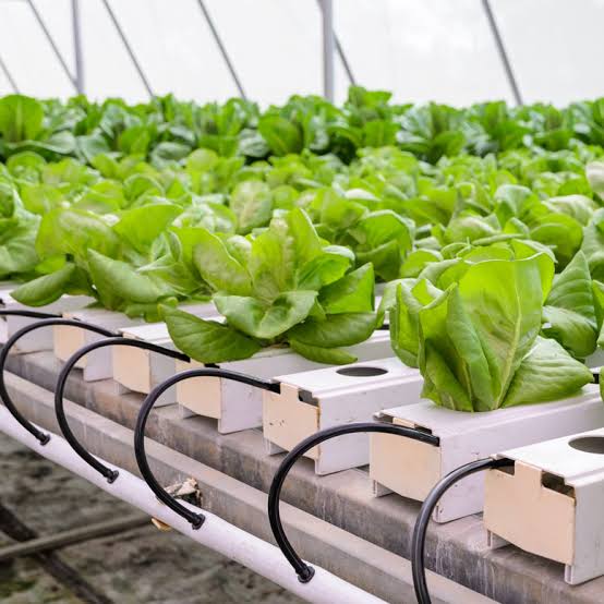 Hydroponic Farming