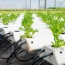 Hydroponic crops in Manrovia, Hydroponic crops list, Hydroponic farm, Hydroponic plants indoor, What is hydroponic, Hydroponics advantages and disadvantages, Types of hydroponics, Good plants for hydroponics beginners,