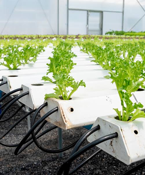 Hydroponic crops in Manrovia, Hydroponic crops list, Hydroponic farm, Hydroponic plants indoor, What is hydroponic, Hydroponics advantages and disadvantages, Types of hydroponics, Good plants for hydroponics beginners,
