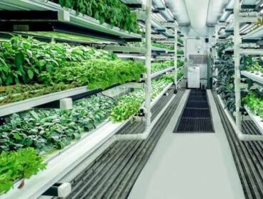 Profitable Hydroponic Farming