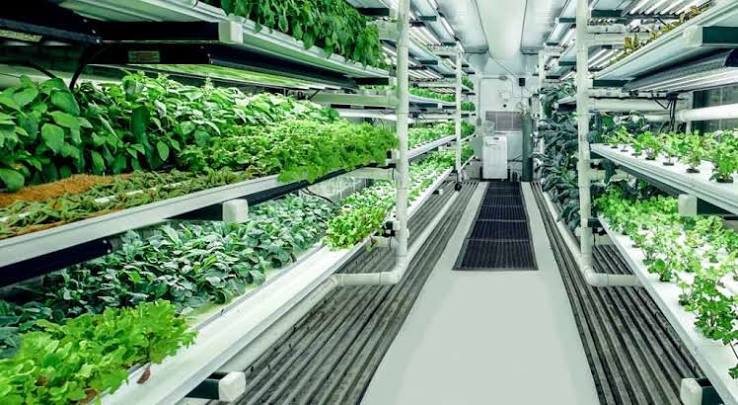 Profitable Hydroponic Farming
