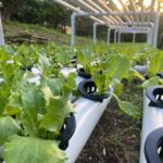 Small Hydroponic Farm